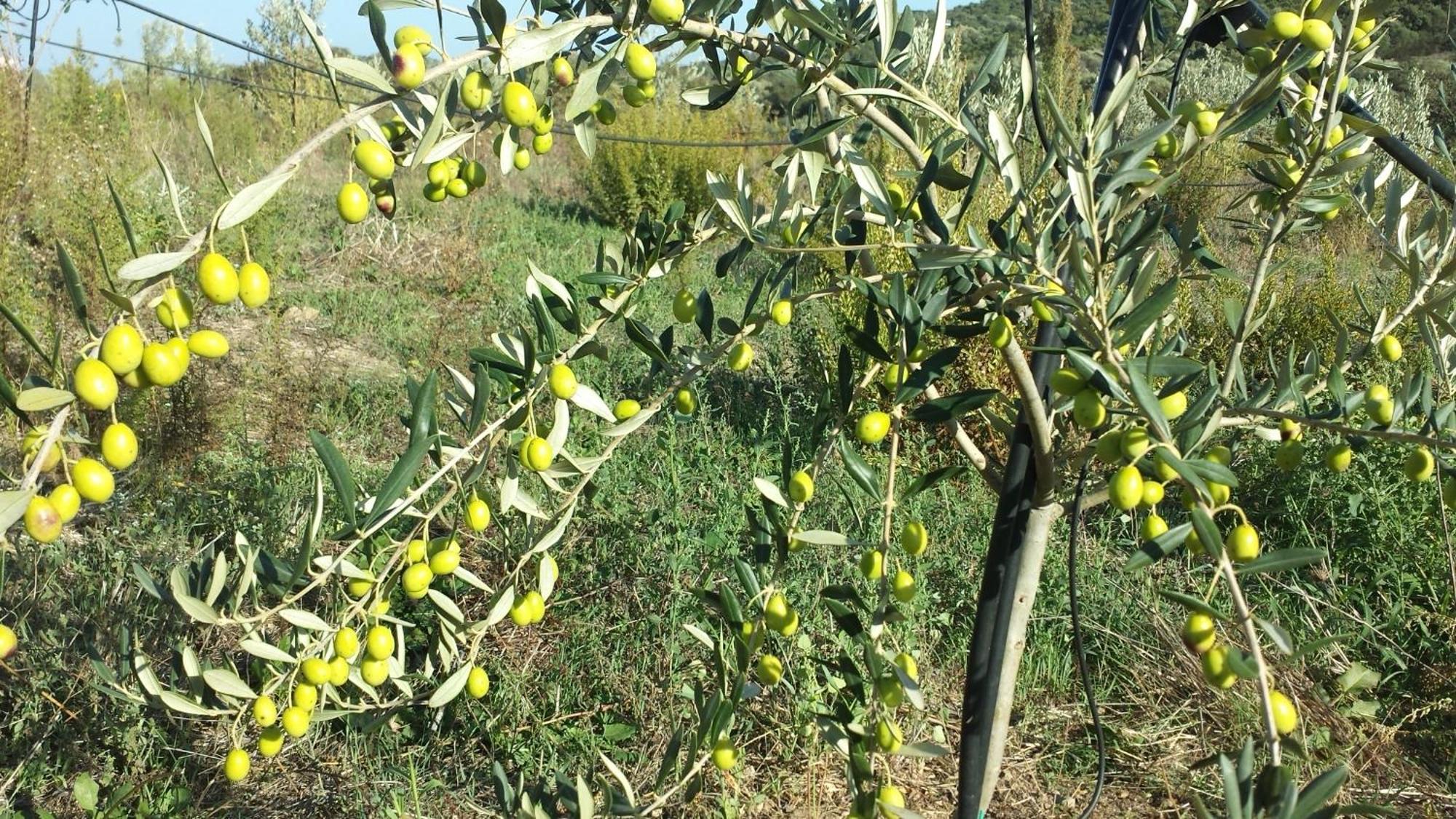 Agriturismo Agrisole Olbia Exterior photo